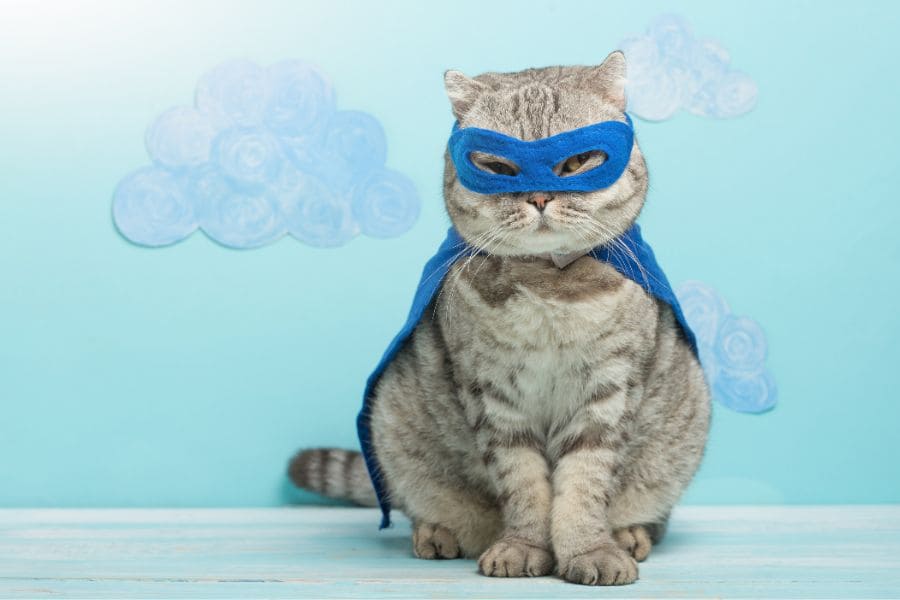 A cat dressed as a super hero