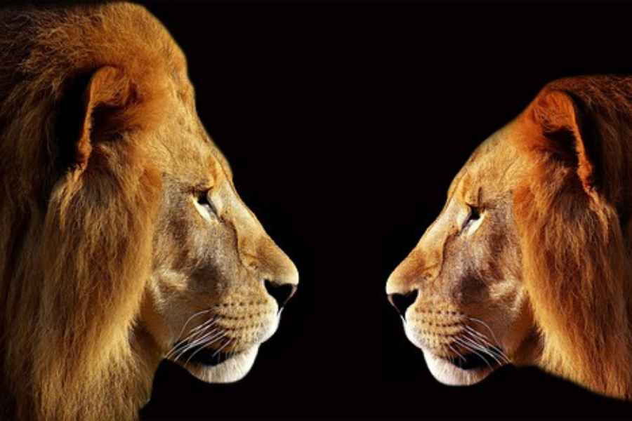 two lions face to face