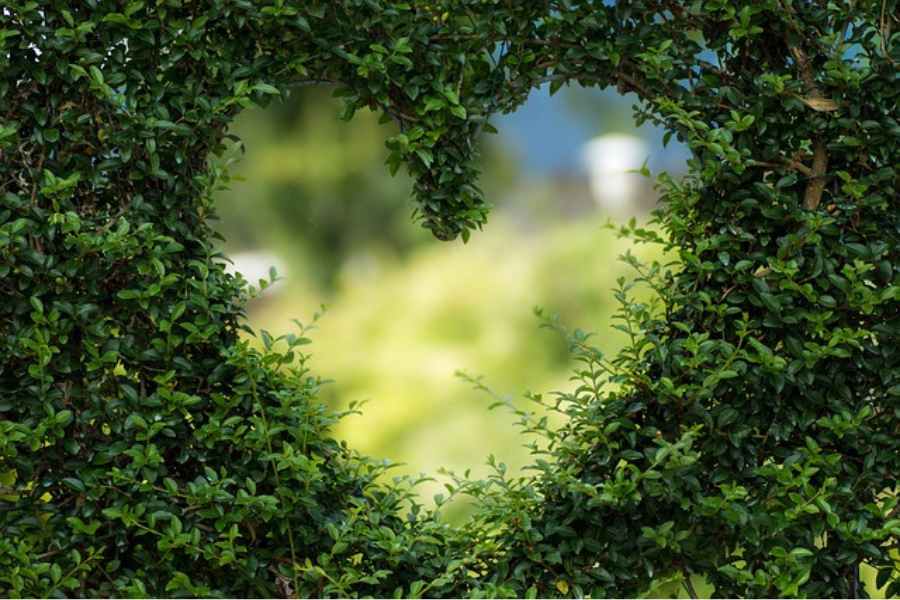a heart cut out of foliage