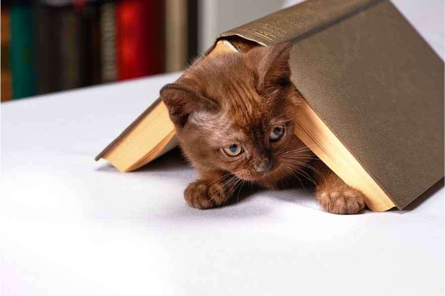 kitten hiding under a book